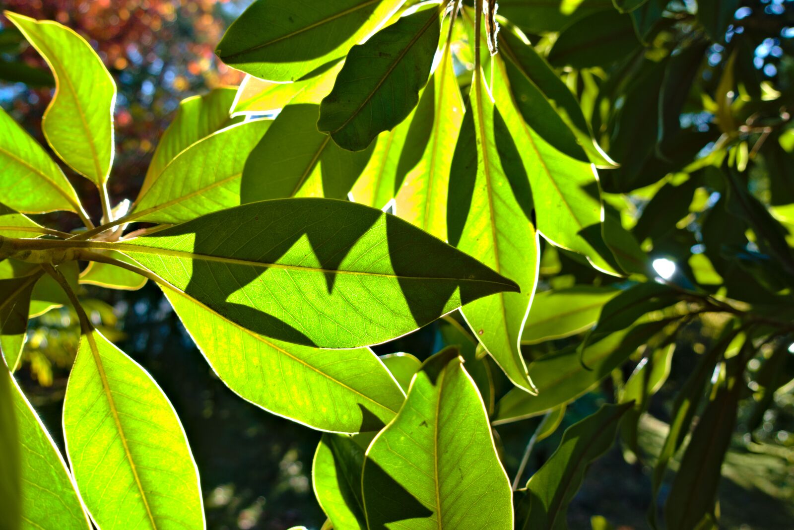 Sony DSC-RX100M5A sample photo. Leaves, green, sun photography