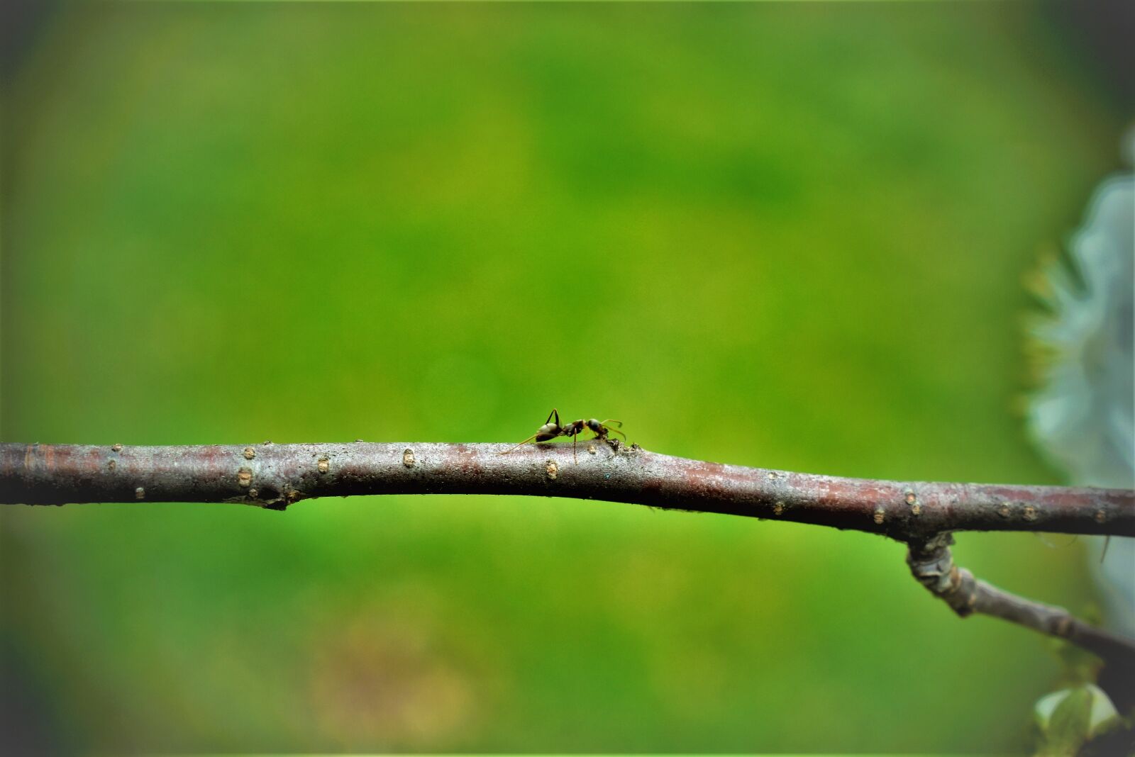 Nikon D5500 sample photo. Ant, stick, insect photography