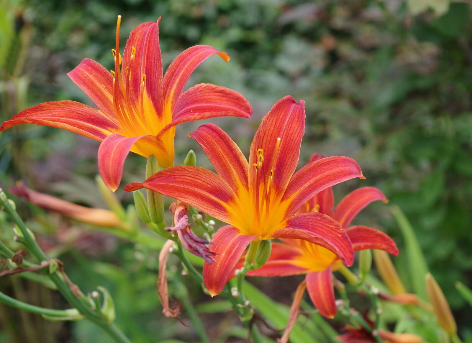 Pentax K-S2 sample photo. Azalea, blossom, bloom photography