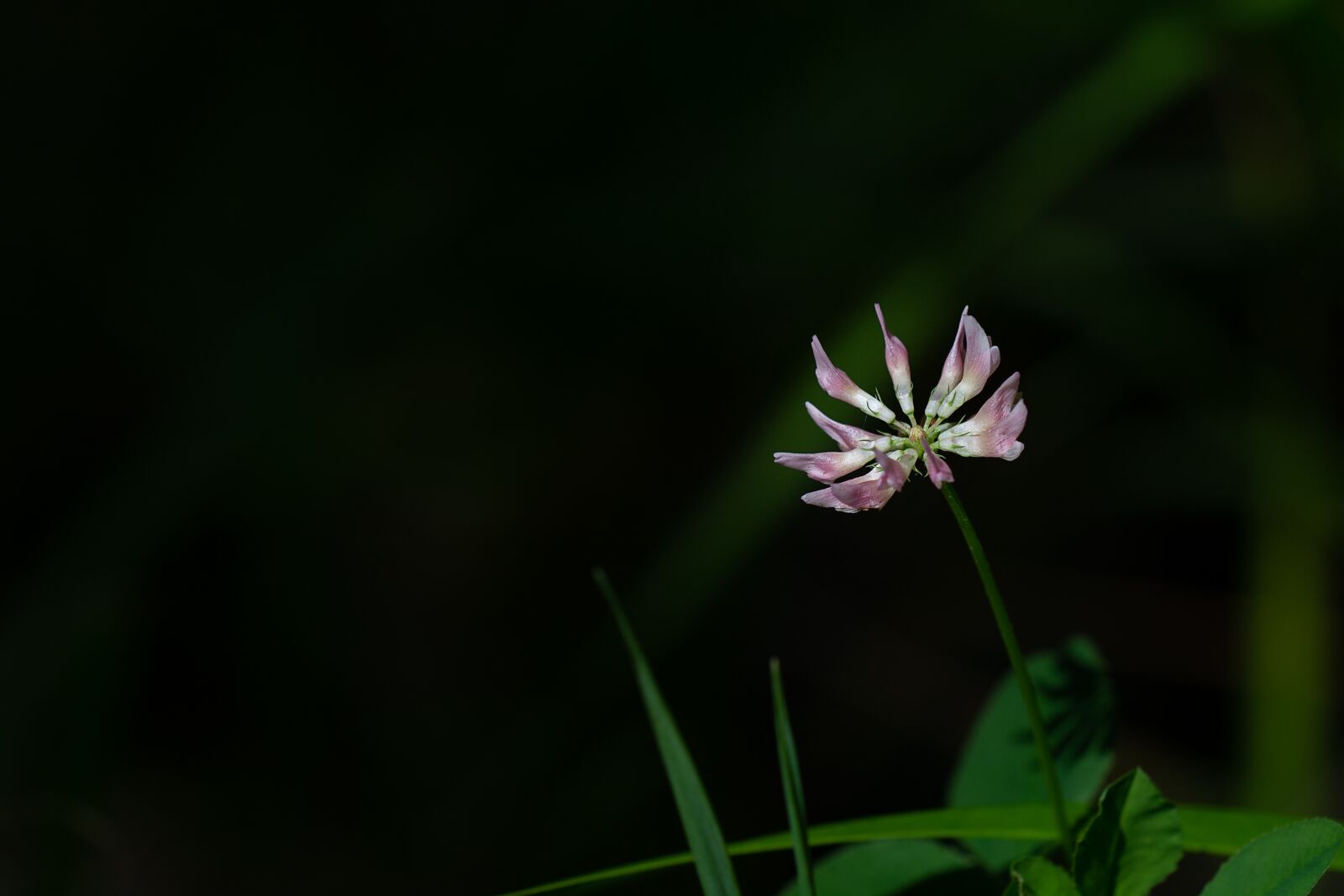 Nikon D7100 sample photo. Flower, blossom, bloom photography