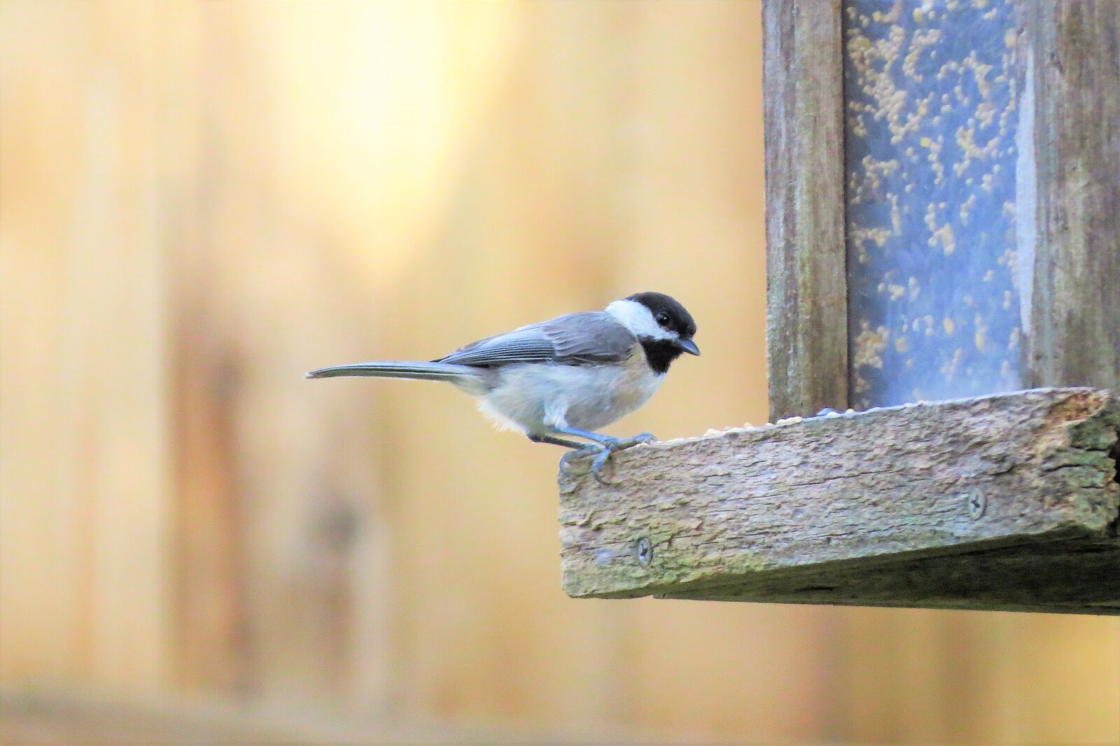 Canon PowerShot SX50 HS sample photo. Bird, tiny, wildlife photography