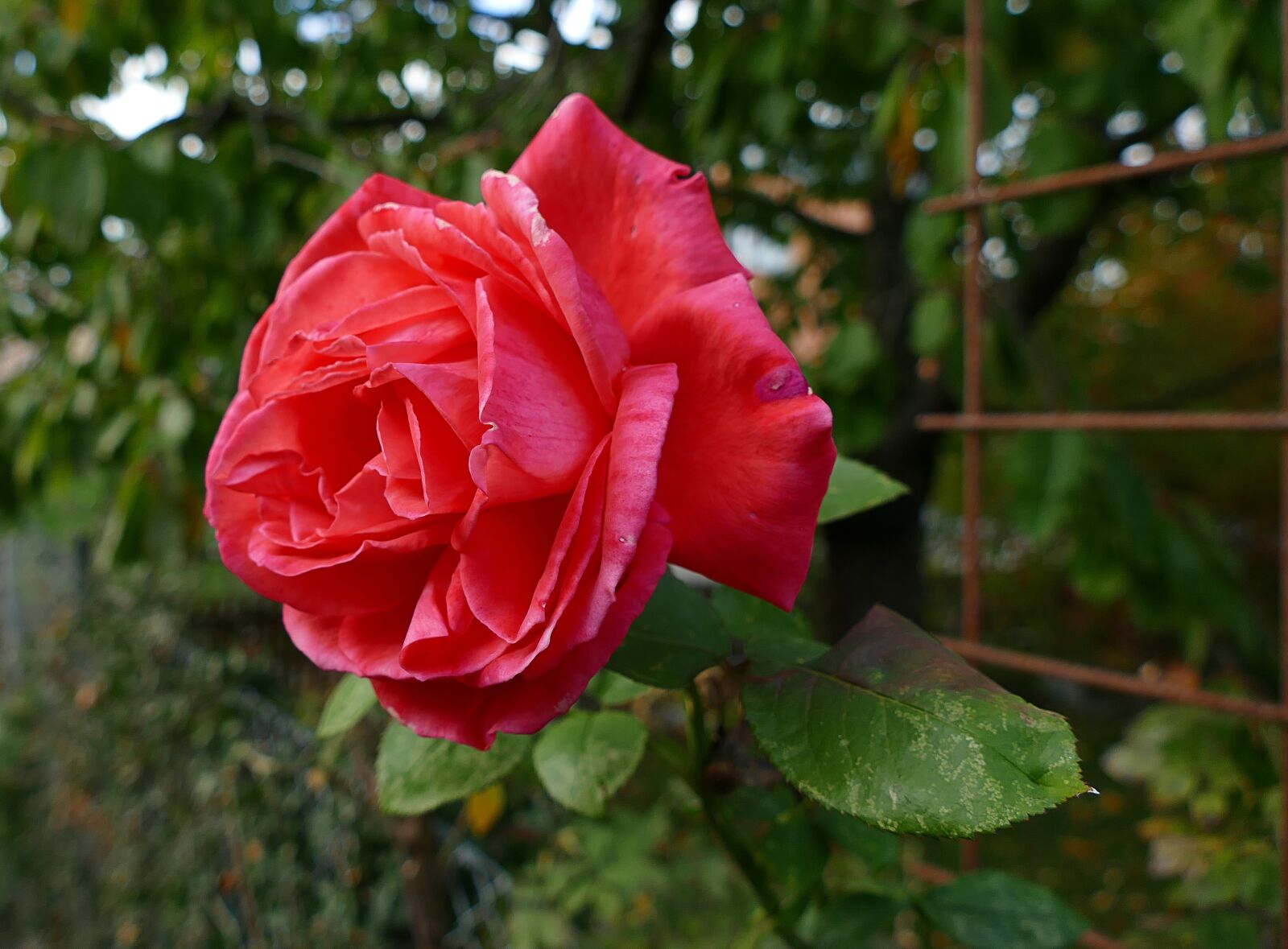 Panasonic Lumix DMC-FZ1000 sample photo. Flower, rose, nature photography