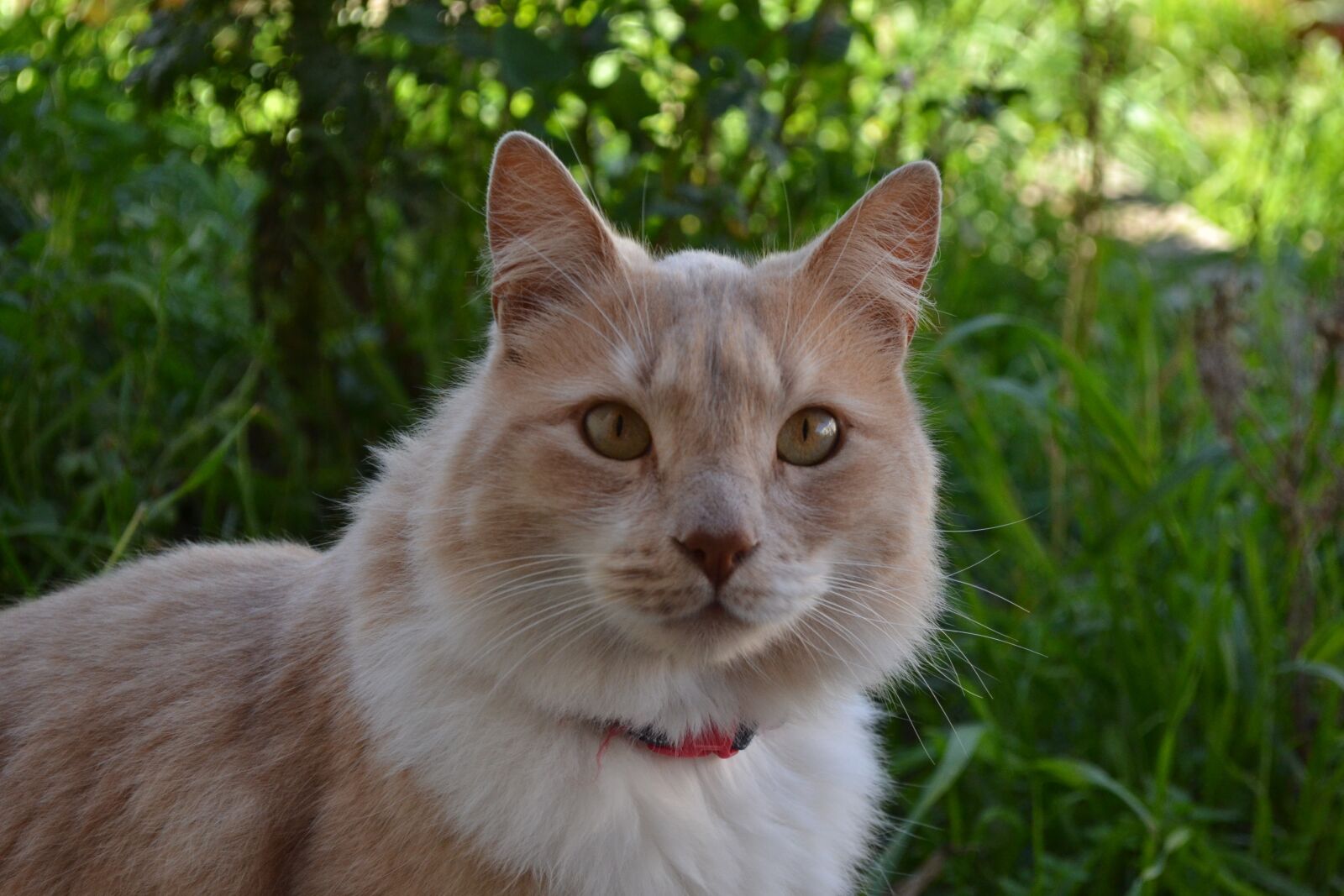 Nikon D3100 sample photo. Cat, look, animal photography
