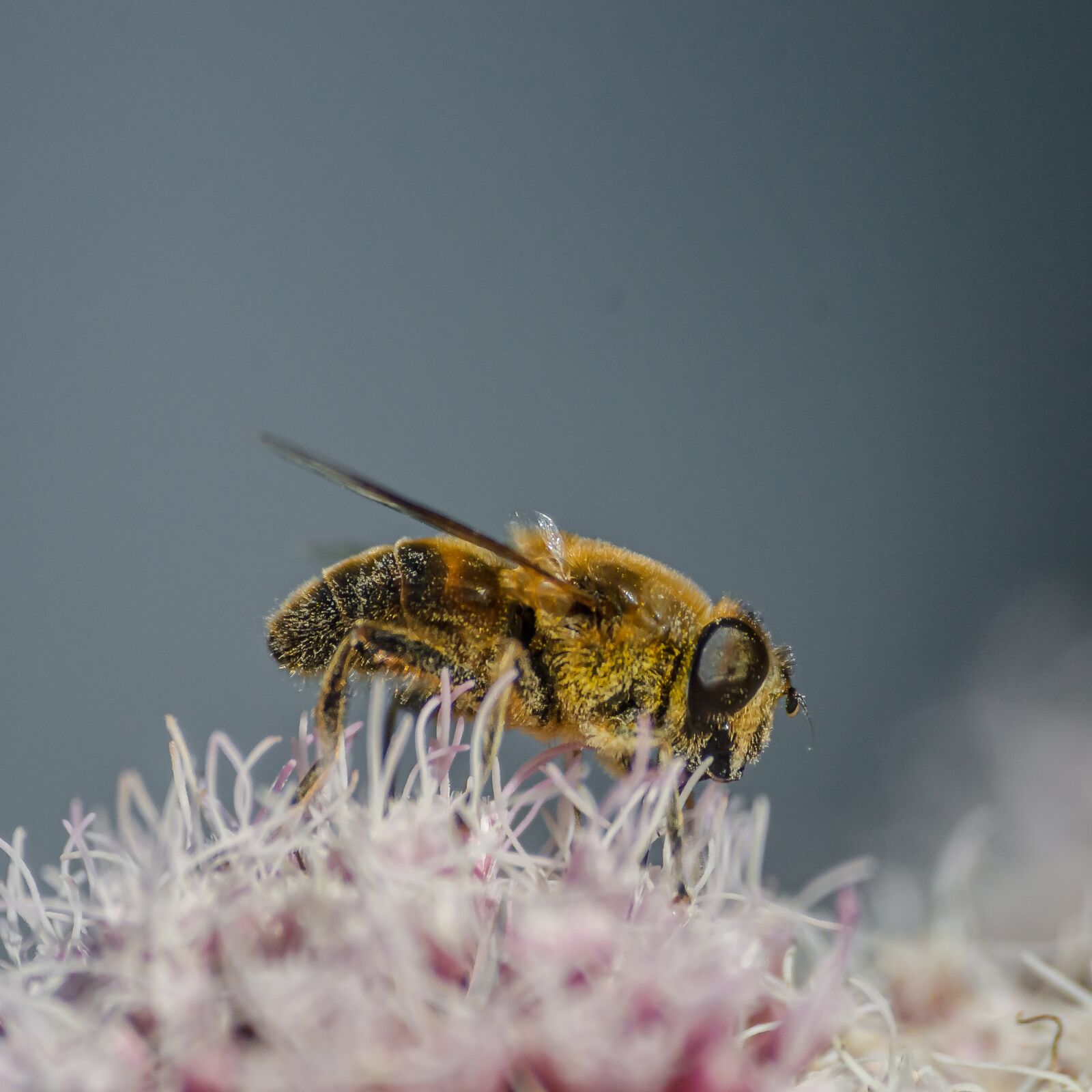 Nikon D7000 sample photo. Macro, close, bee photography
