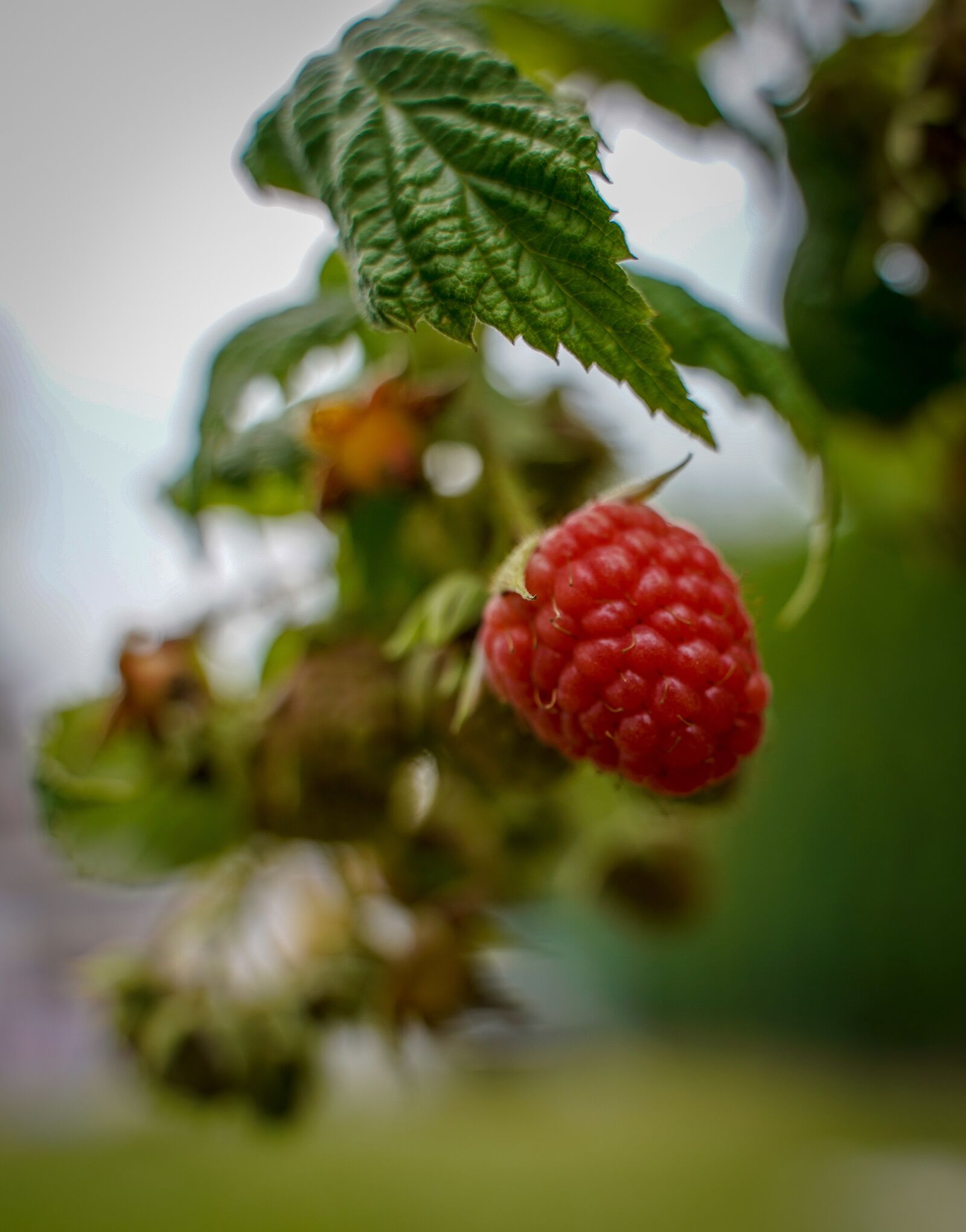 Sony a7 III sample photo. Raspberry, himbeerstrauch, fruit photography