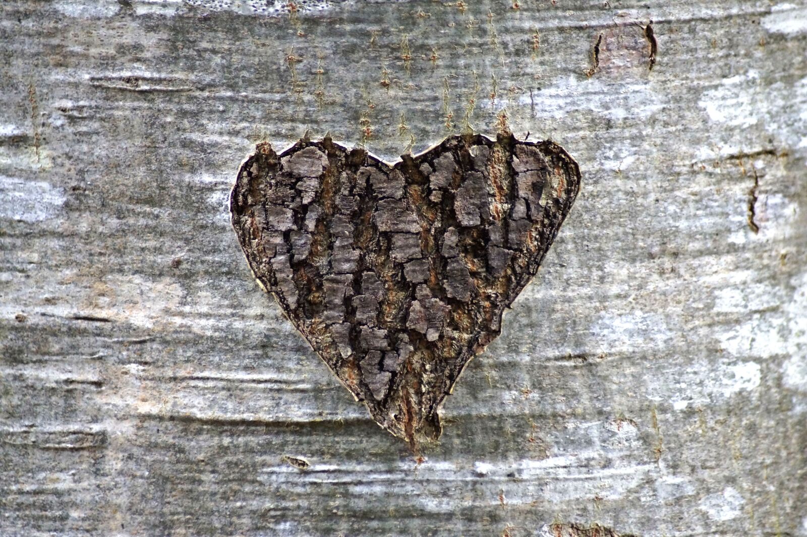 Sony SLT-A58 sample photo. Heart, tree bark, love photography