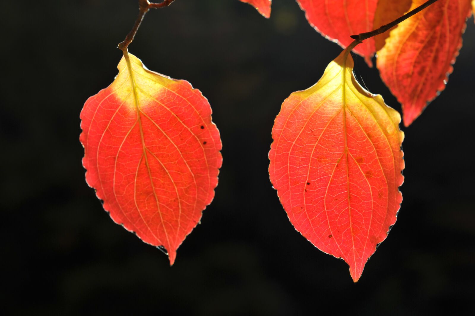 Nikon D3S sample photo. Backlight, autumn leaves, jiri photography