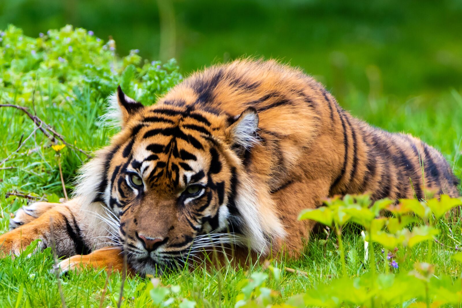 Canon EOS 80D sample photo. Tiger, predator, nature photography
