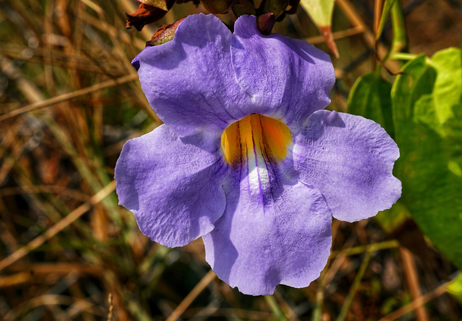 Sony a7R II + Sony FE 24-70mm F2.8 GM sample photo. Morning glory, flower, purple photography