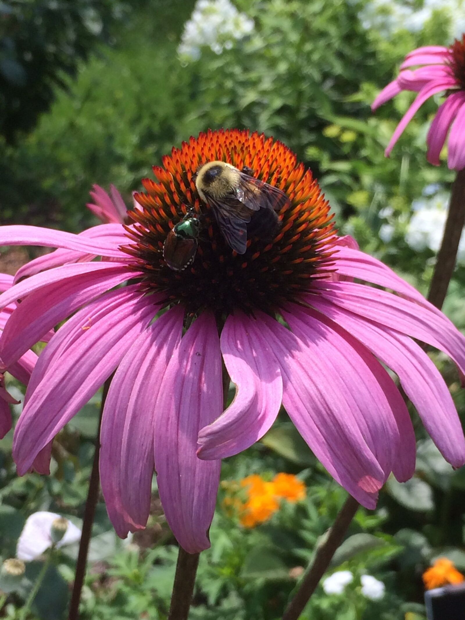 Apple iPhone 5s sample photo. Cone flower, flower, pink photography