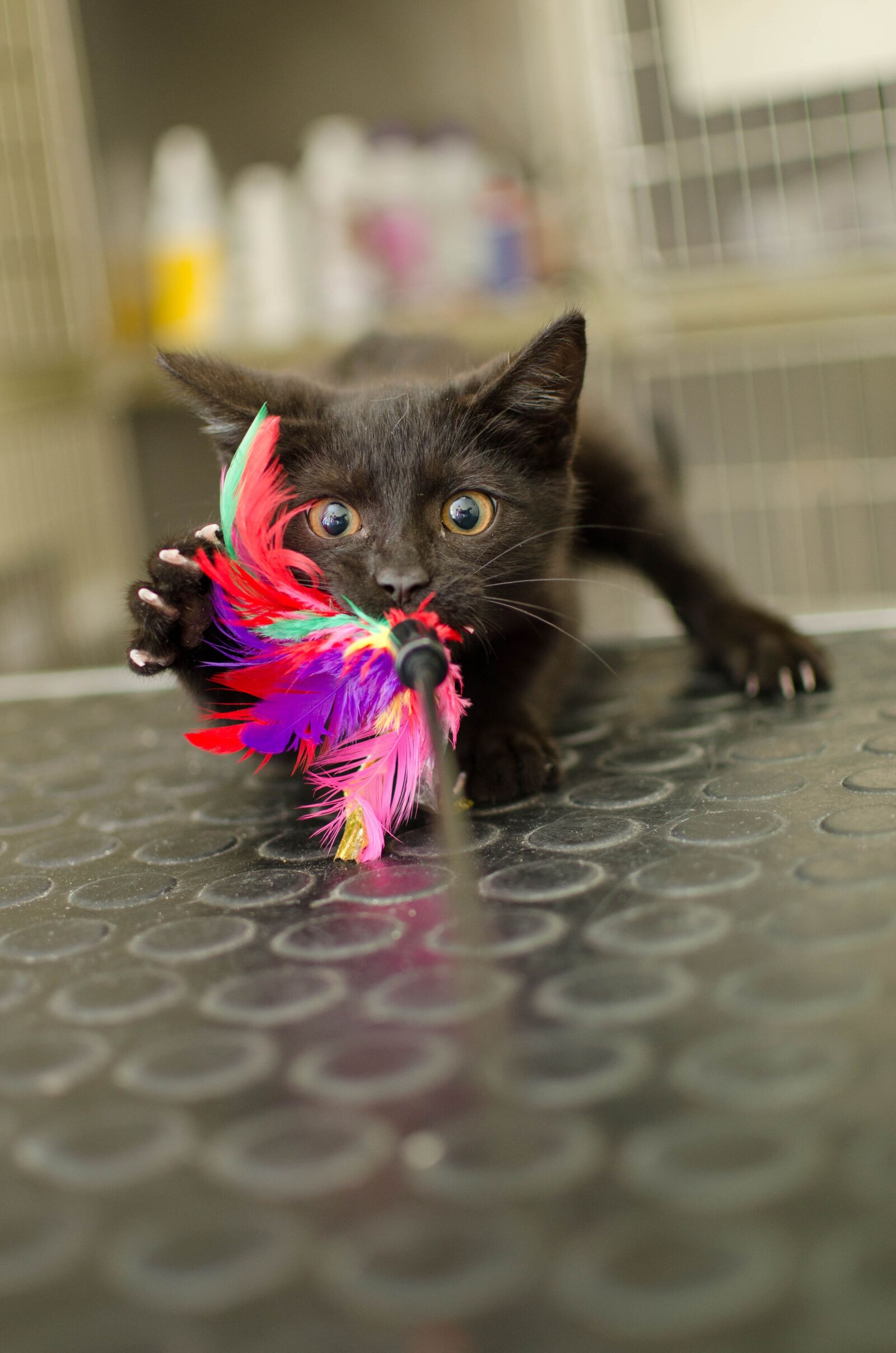 Nikon D7000 sample photo. Cat, kitten, little kitty photography