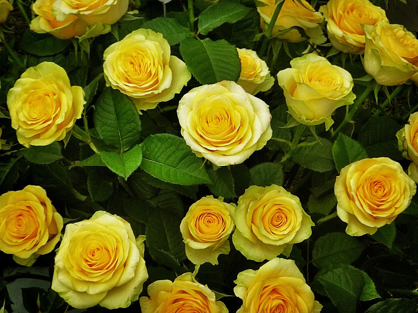 Panasonic DMC-FT25 sample photo. Roses, yellow, flowers photography