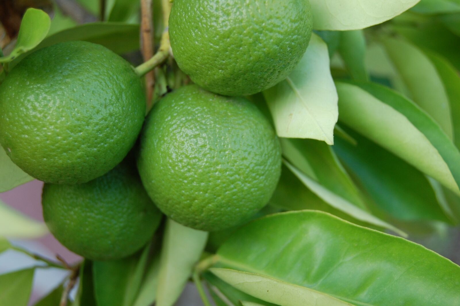 Nikon D40 sample photo. Lemons, green, fruit photography
