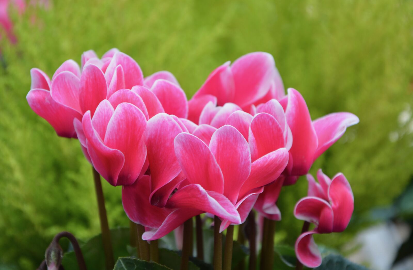 Nikon D5200 sample photo. Flowers, cyclamen, pink photography
