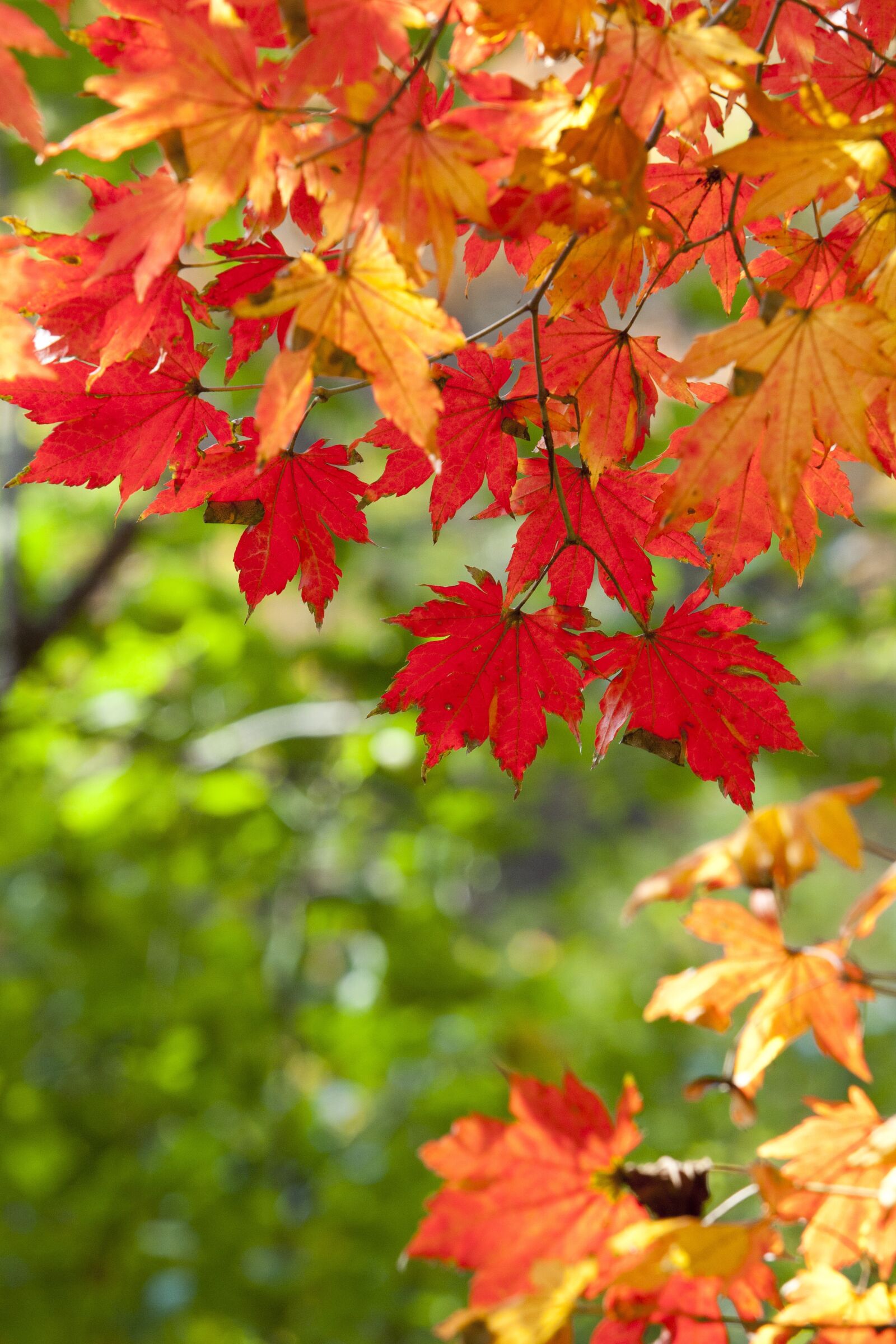 Canon EOS 5D sample photo. Autumn leaves, leaves, autumn photography