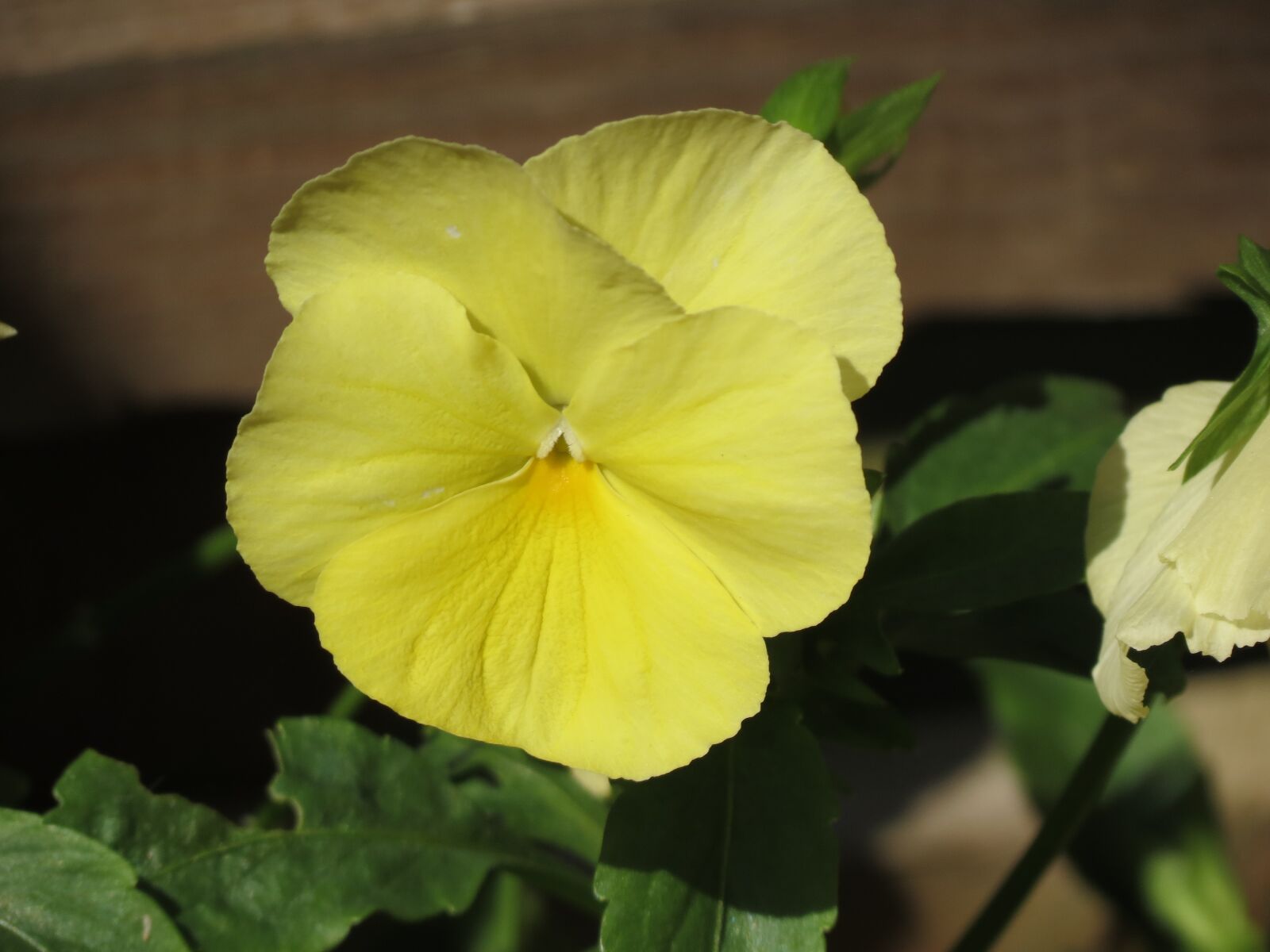 Canon PowerShot SX40 HS sample photo. Flower, summer, yellow photography