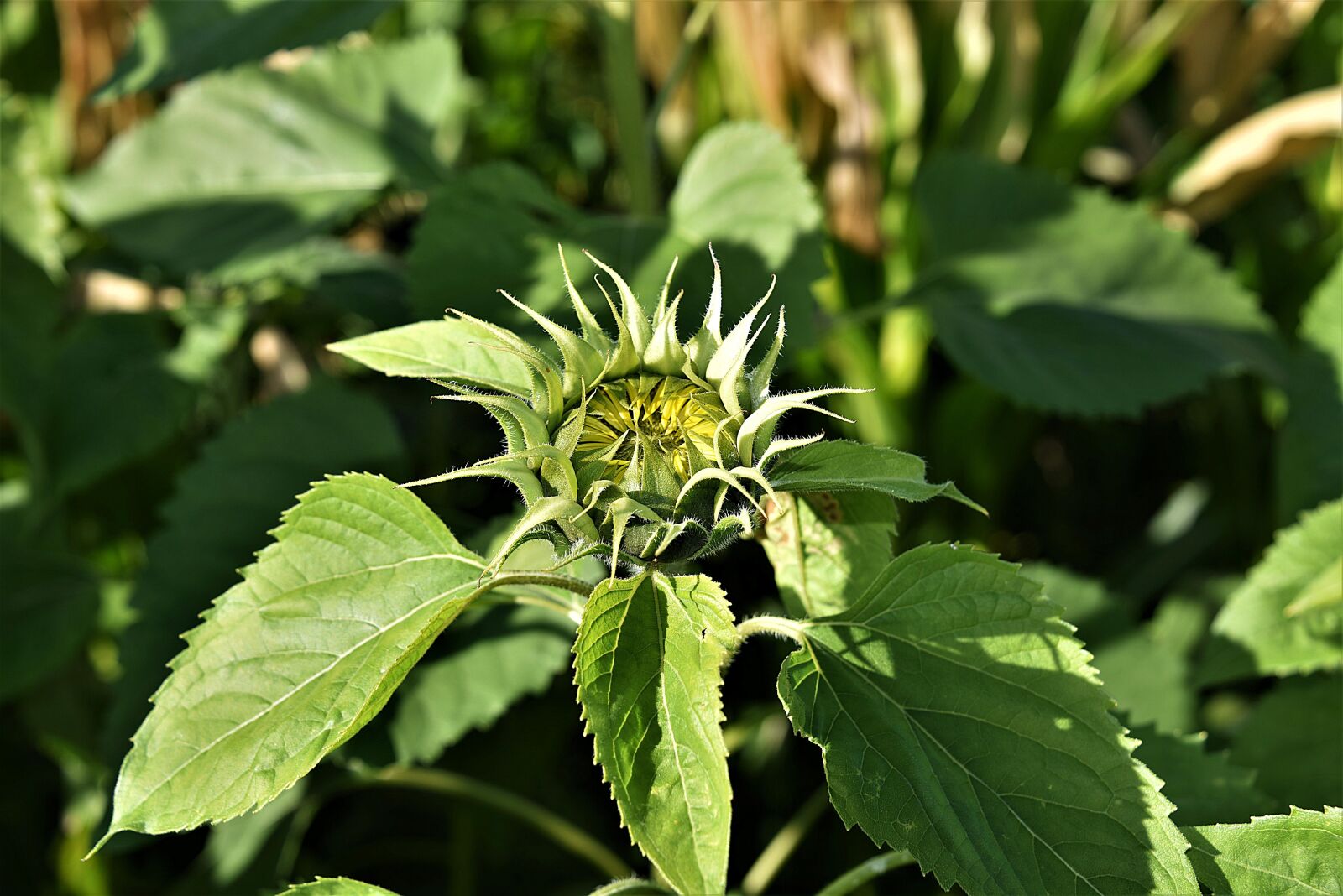 Nikon D750 sample photo. Sunflower, bud, leaves photography