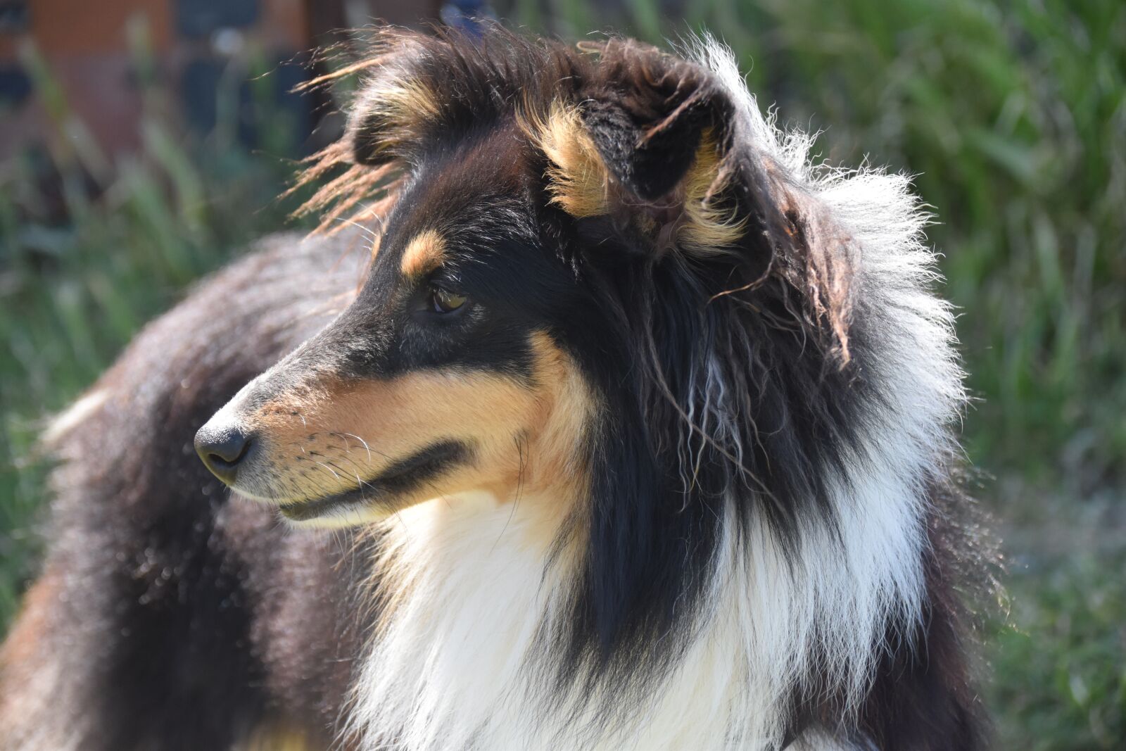 Nikon D5600 sample photo. Dog, pup, dog portrait photography