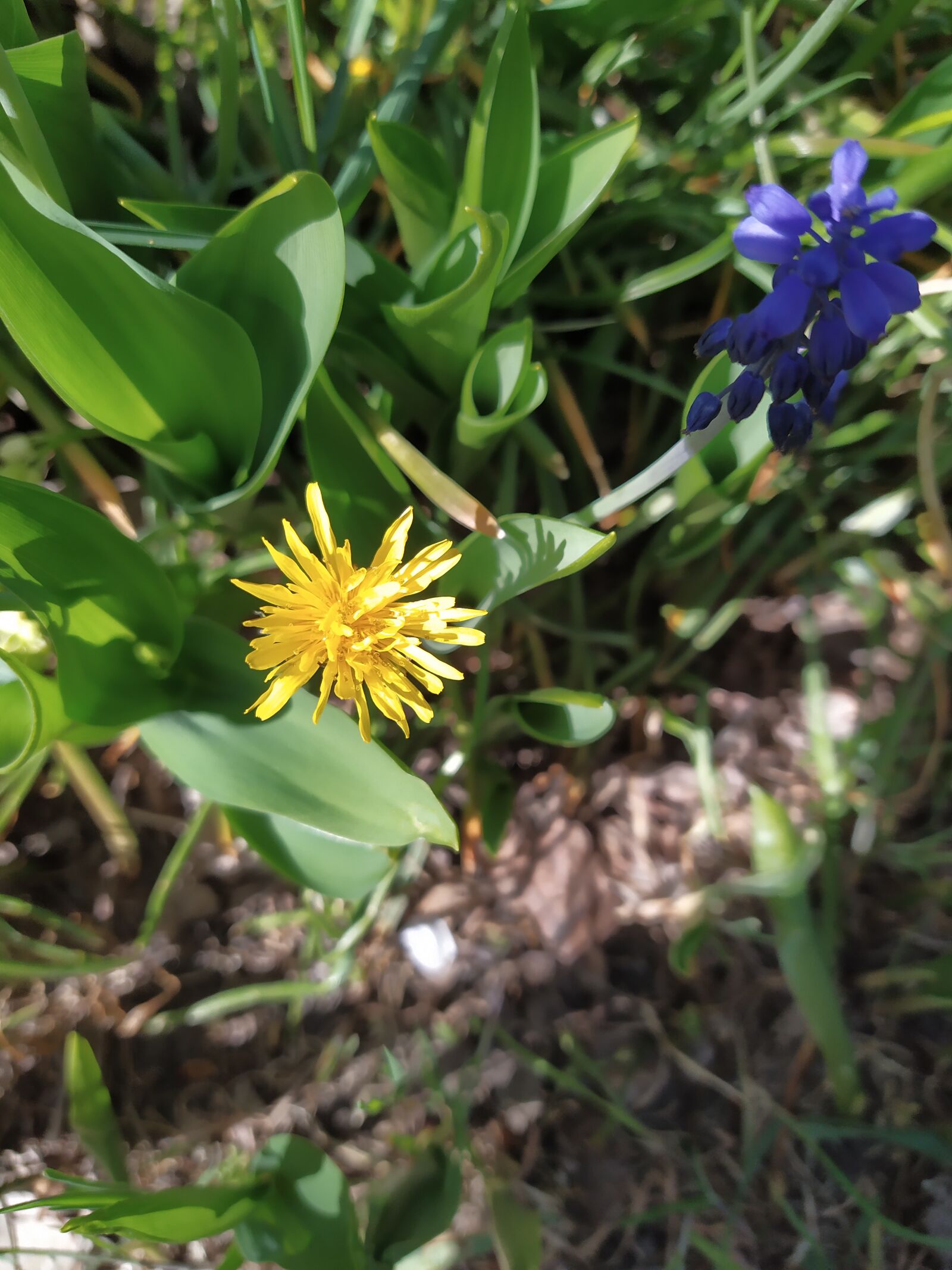 Xiaomi Redmi Note 7 sample photo. Dandelion, yellow, beautiful photography