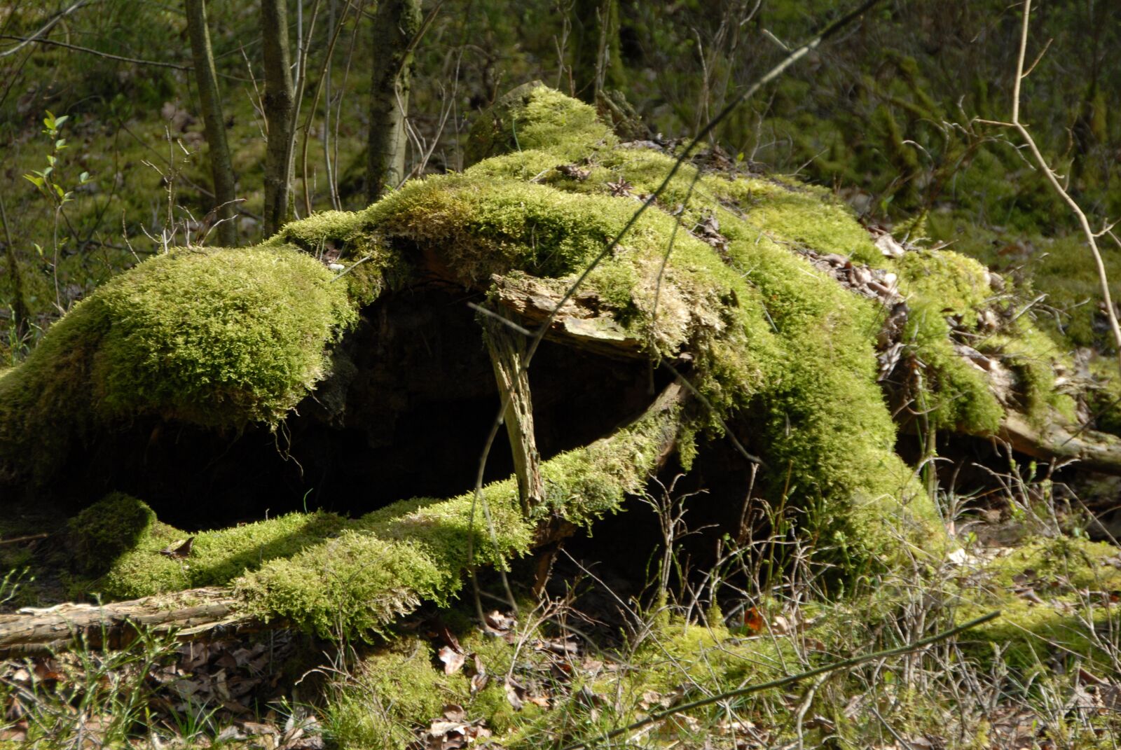 Nikon D200 sample photo. Forest, moss, nature photography