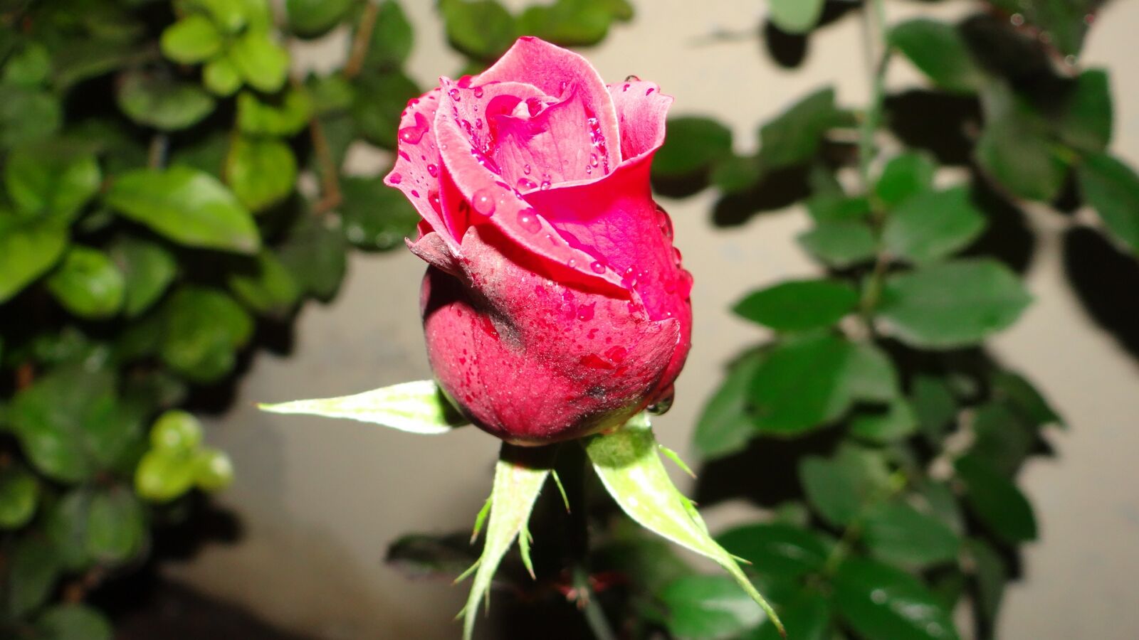 Sony DSC-HX200V sample photo. Rosa, nature, flowers photography