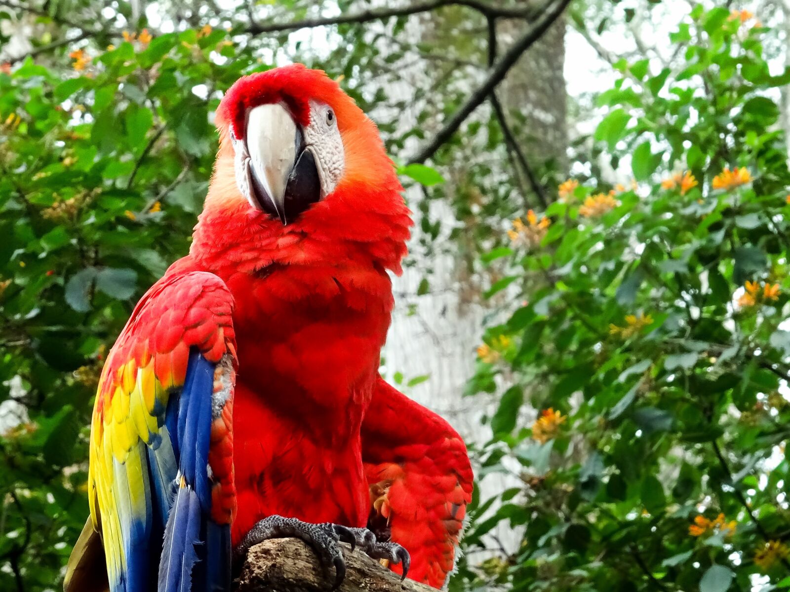 Sony DSC-HX60 sample photo. Ara, red, parrot photography