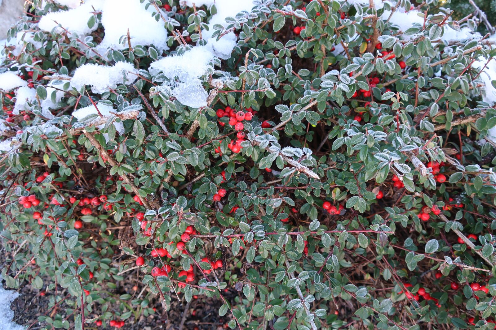 Canon PowerShot G9 X Mark II sample photo. Winter, berries, ice photography