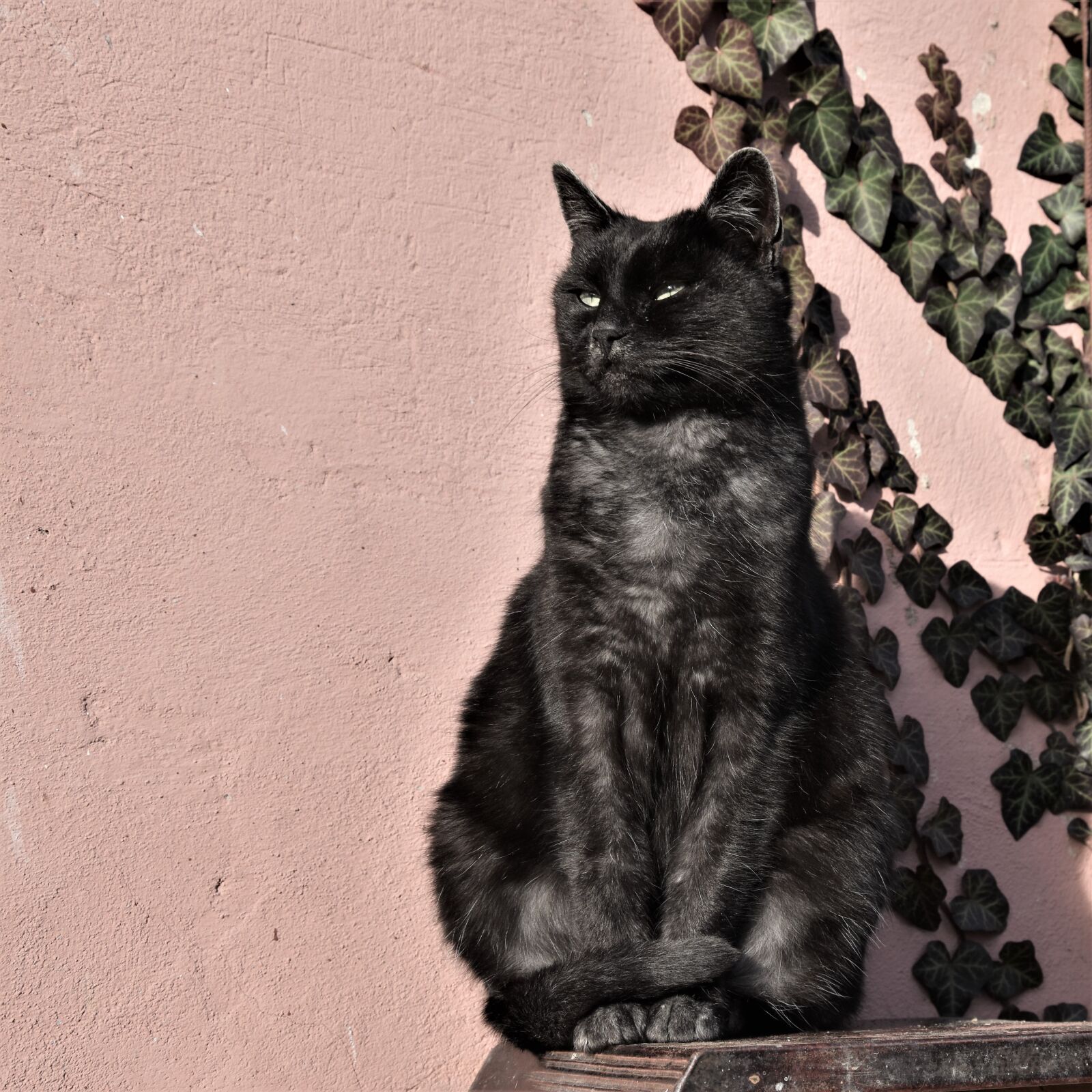 Nikon D3500 sample photo. Cat, home, animal photography