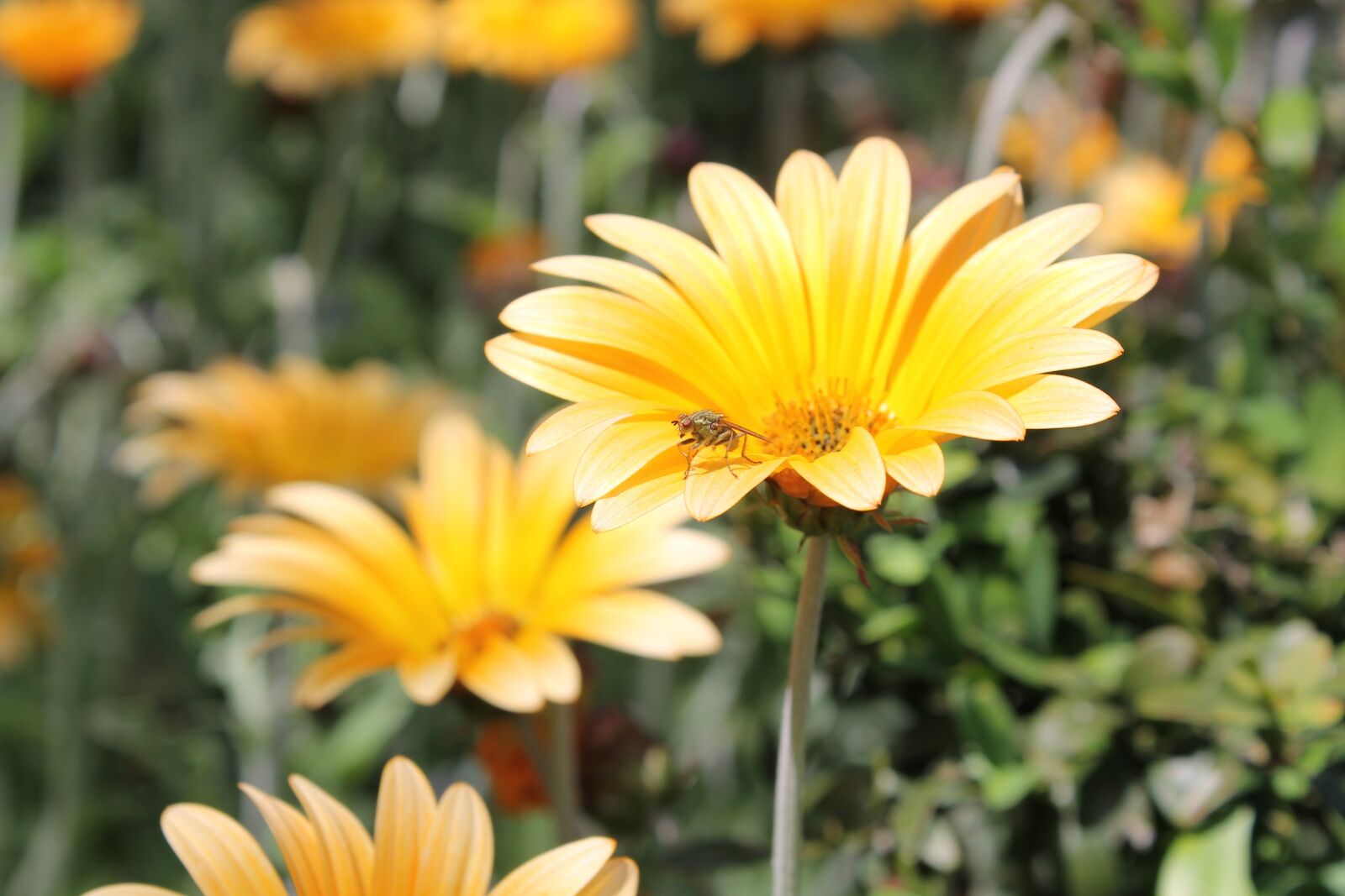 Canon EOS 1100D (EOS Rebel T3 / EOS Kiss X50) sample photo. Flower, nature, green photography