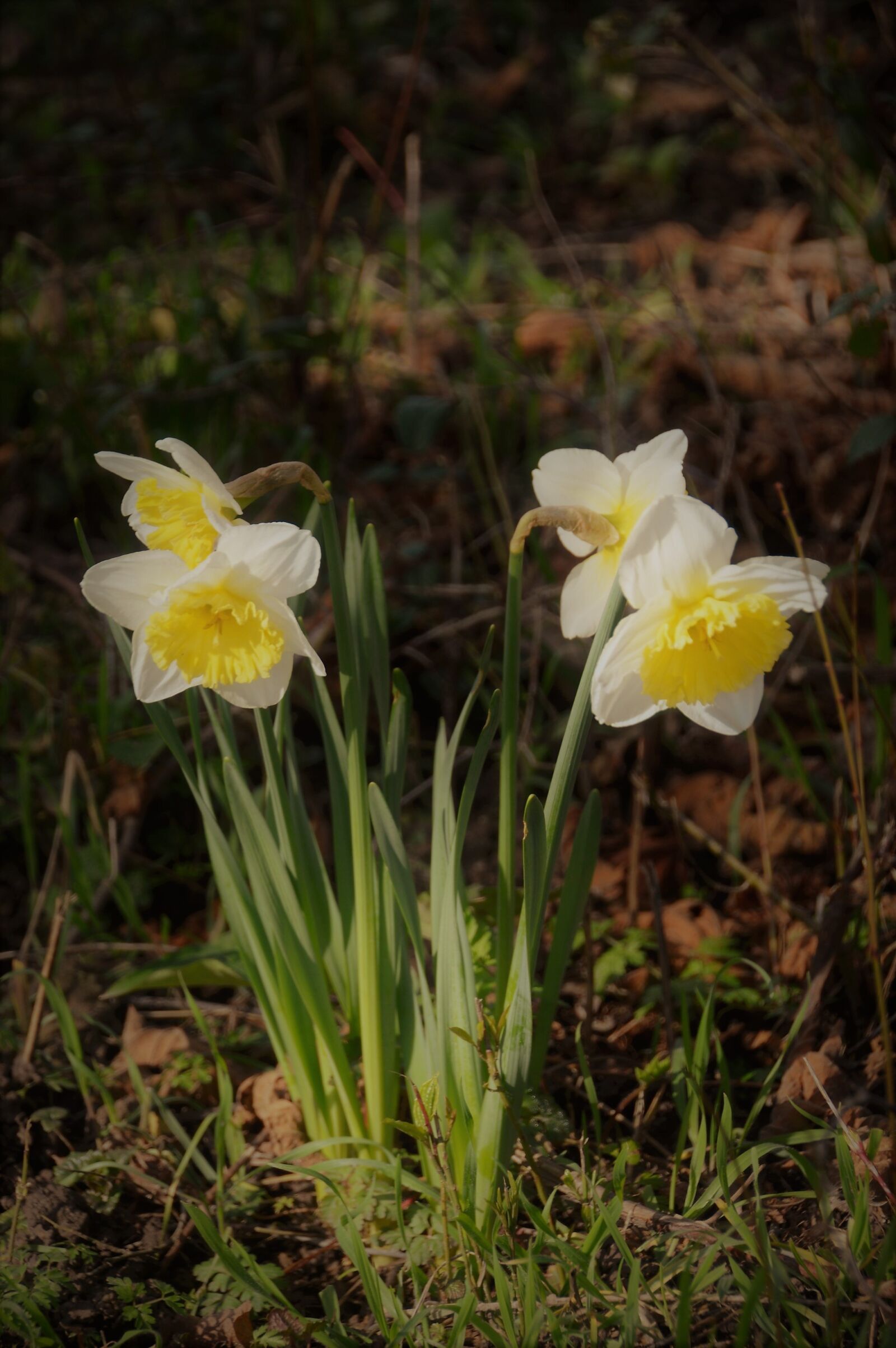 Nikon D3200 sample photo. Daffodil, flower, narcissus photography