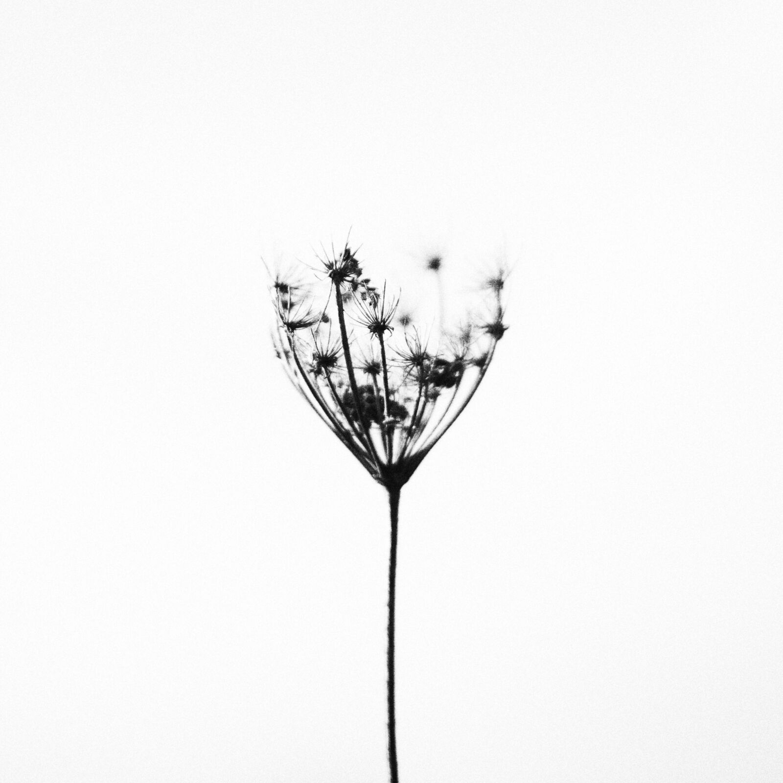 Canon EOS 50D sample photo. Nature, plant, minimalistic photography