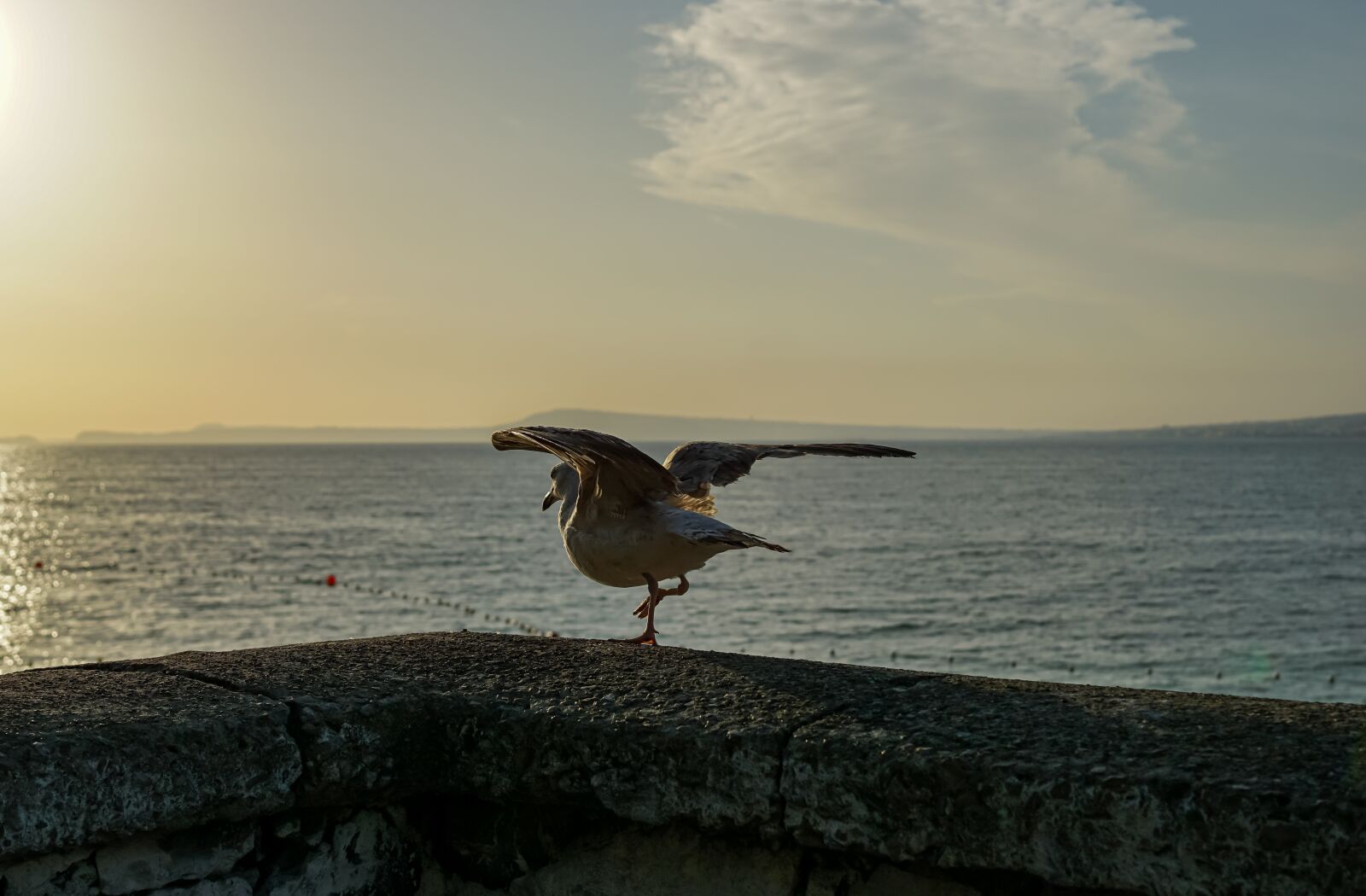 Samyang AF 35mm F1.4 FE sample photo. Amalfi coast, italy, gull photography