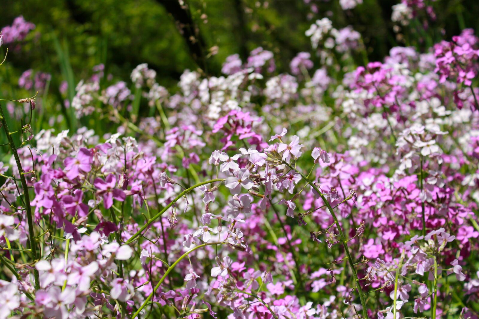 Canon EOS 1100D (EOS Rebel T3 / EOS Kiss X50) sample photo. Flowers, summer, purple photography
