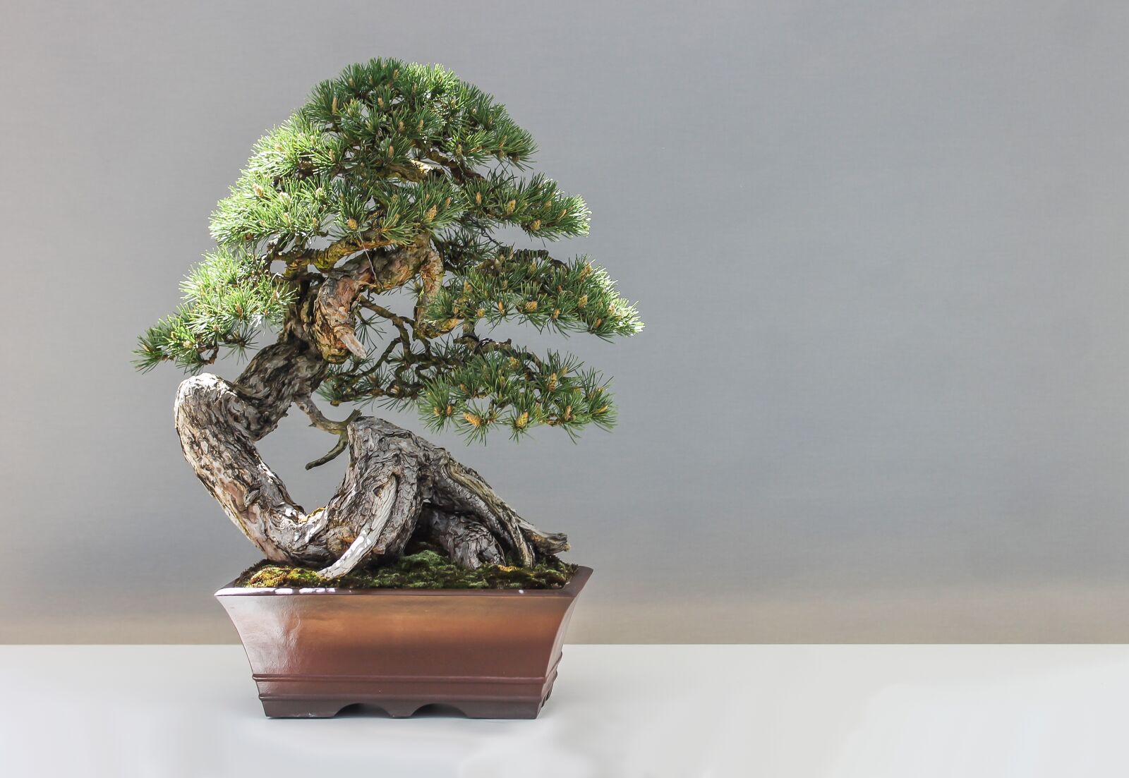 Canon EF-S 60mm F2.8 Macro USM sample photo. Bonsai, pine, plant photography