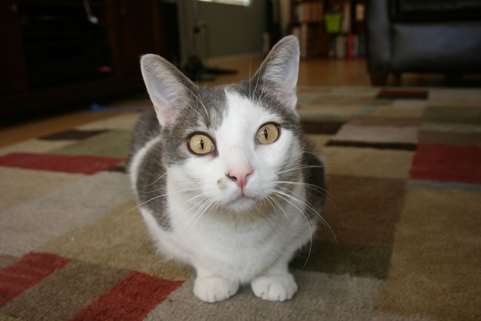 Canon EOS 400D (EOS Digital Rebel XTi / EOS Kiss Digital X) sample photo. Cat, white, curious photography