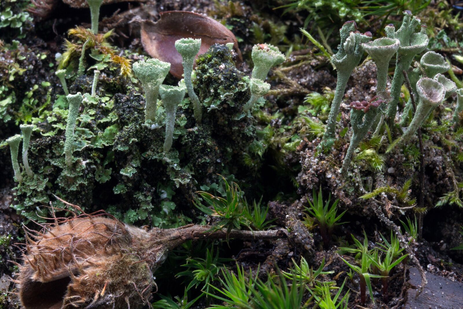 Canon EF-S 60mm F2.8 Macro USM sample photo. Macro, moss, book nut photography