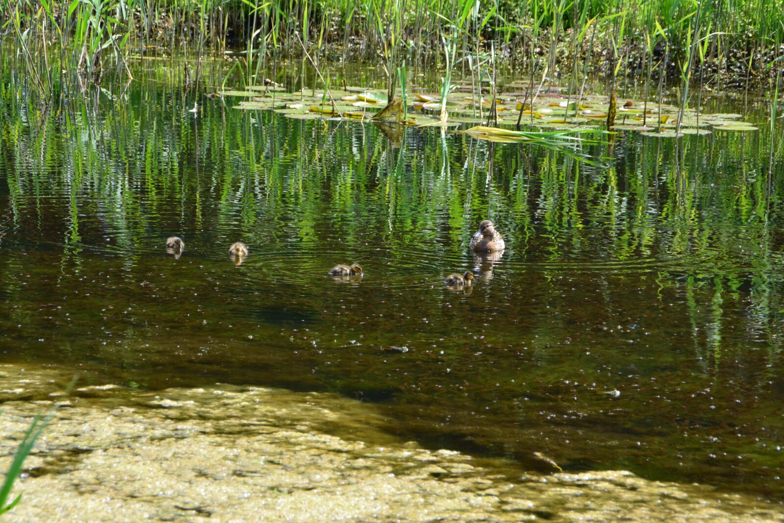 Nikon D5200 sample photo. Water, duck, animal world photography