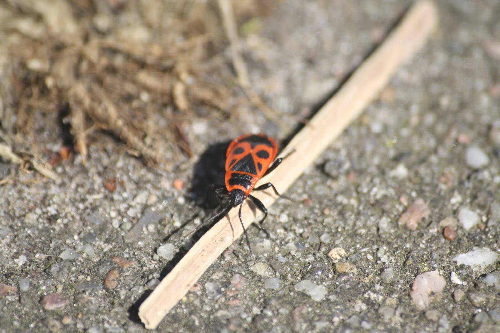 Canon EOS 1000D (EOS Digital Rebel XS / EOS Kiss F) sample photo. Beetle, insect, panzer photography