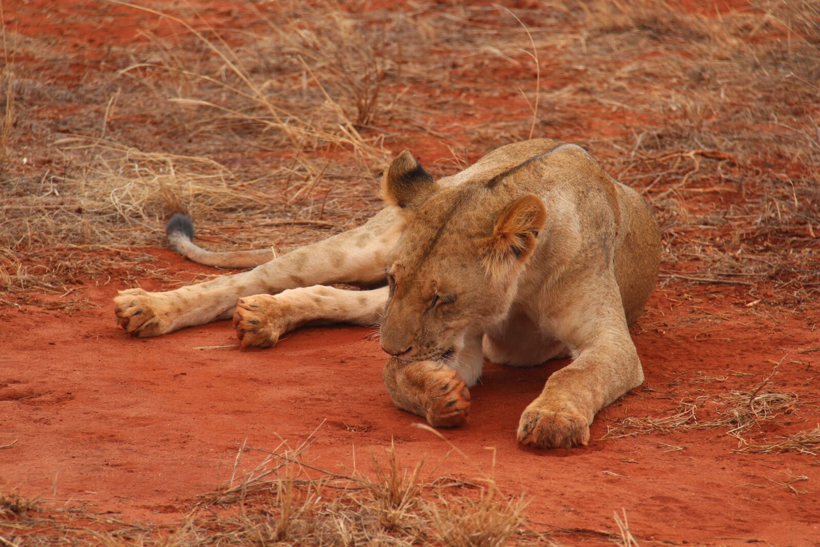 Canon EF-S 18-200mm F3.5-5.6 IS sample photo. Kenya, lion, national park photography