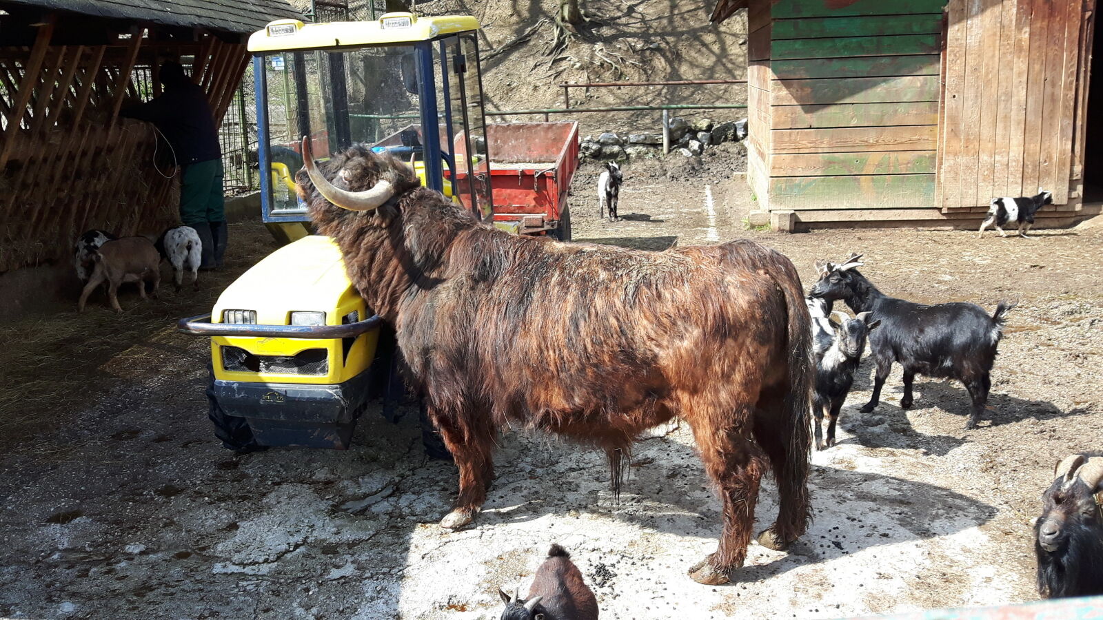 Samsung Galaxy S5 Neo sample photo. Pionirska, dolina, zoo photography