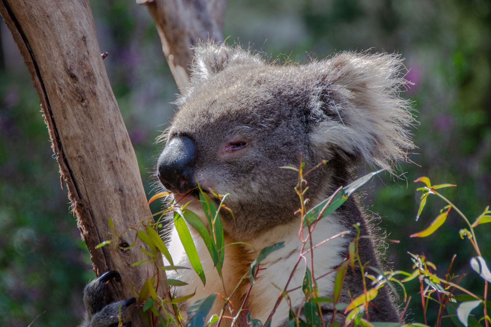 Nikon D5100 sample photo. Koala, marsupial, animal photography