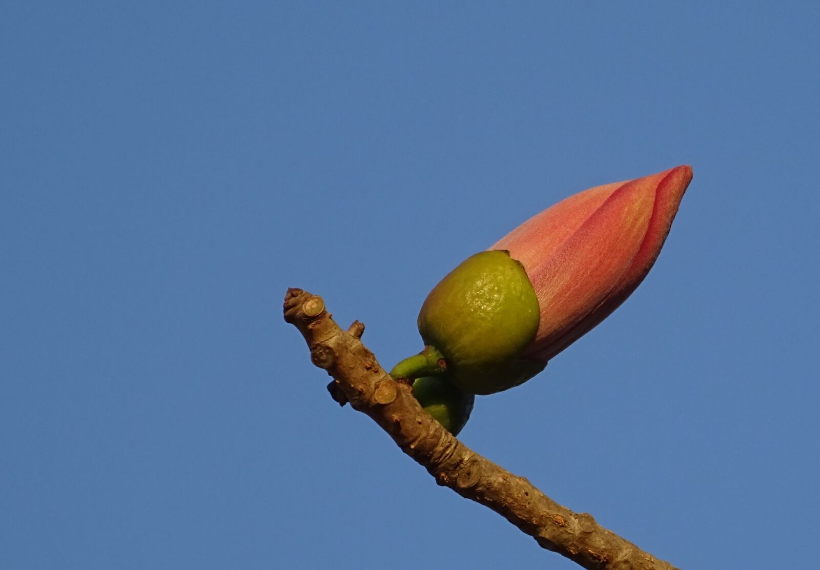 Sony DSC-HX60V sample photo. Bud, flower, shimul photography