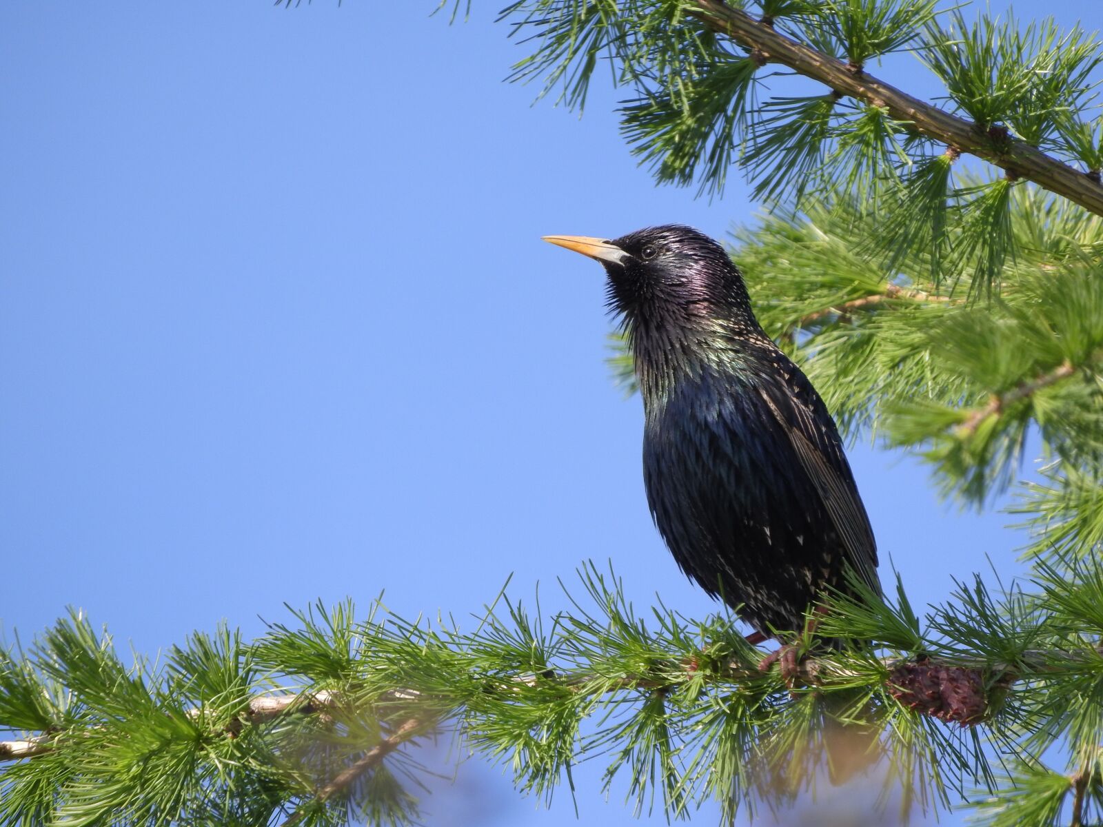 Nikon Coolpix P610 sample photo. Starling general, sturnus vulgaris photography