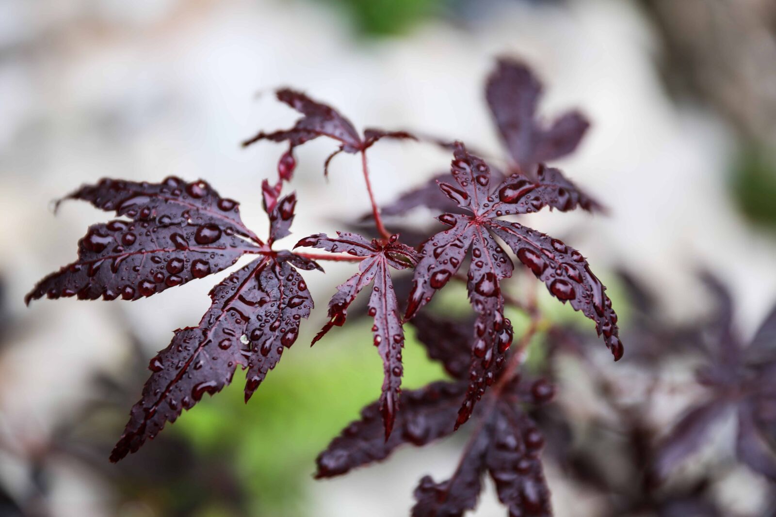 Canon EOS 5D Mark IV sample photo. Nature, flora, wood, leaf photography