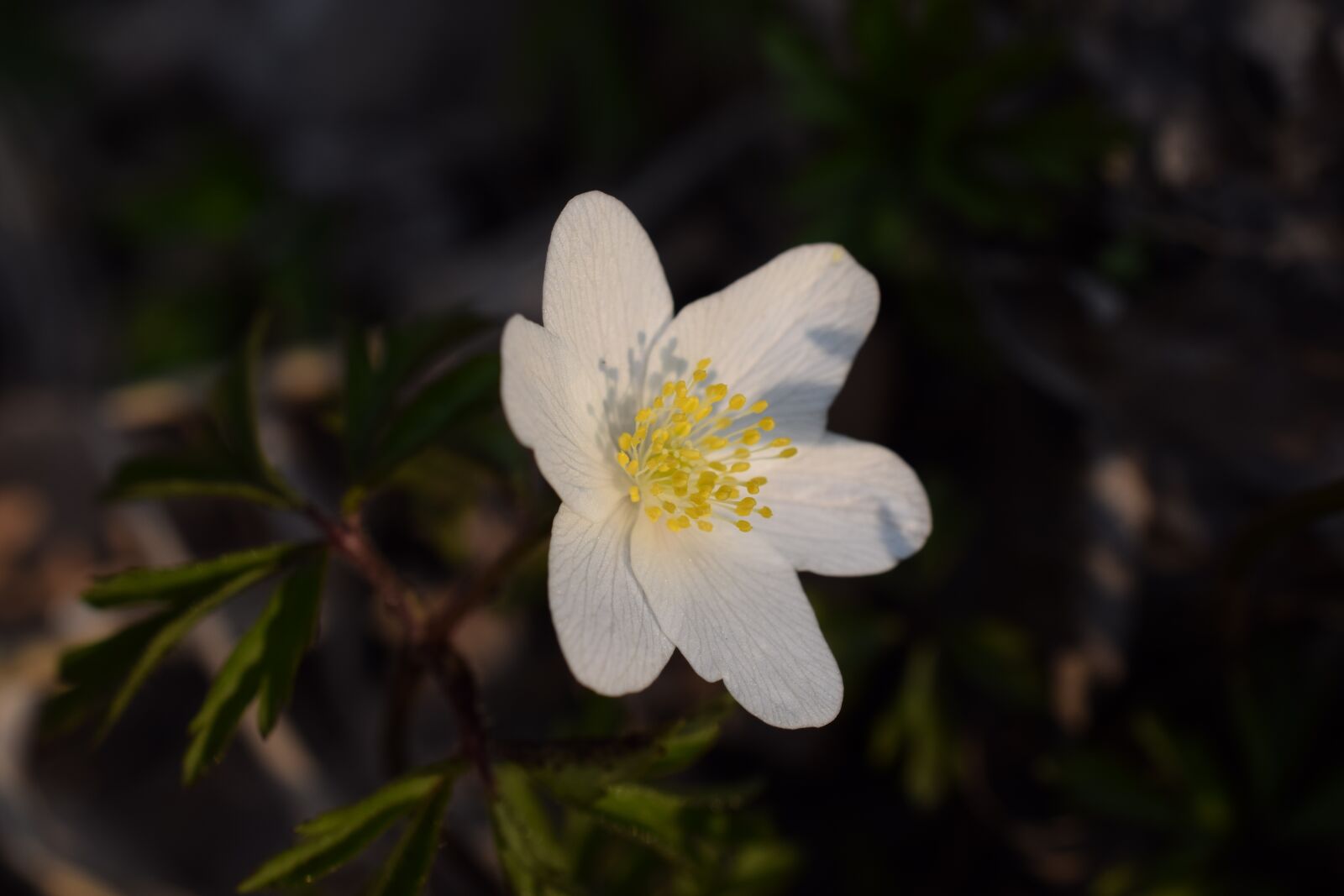 Nikon D5300 sample photo. Wood anemone, flower, nature photography
