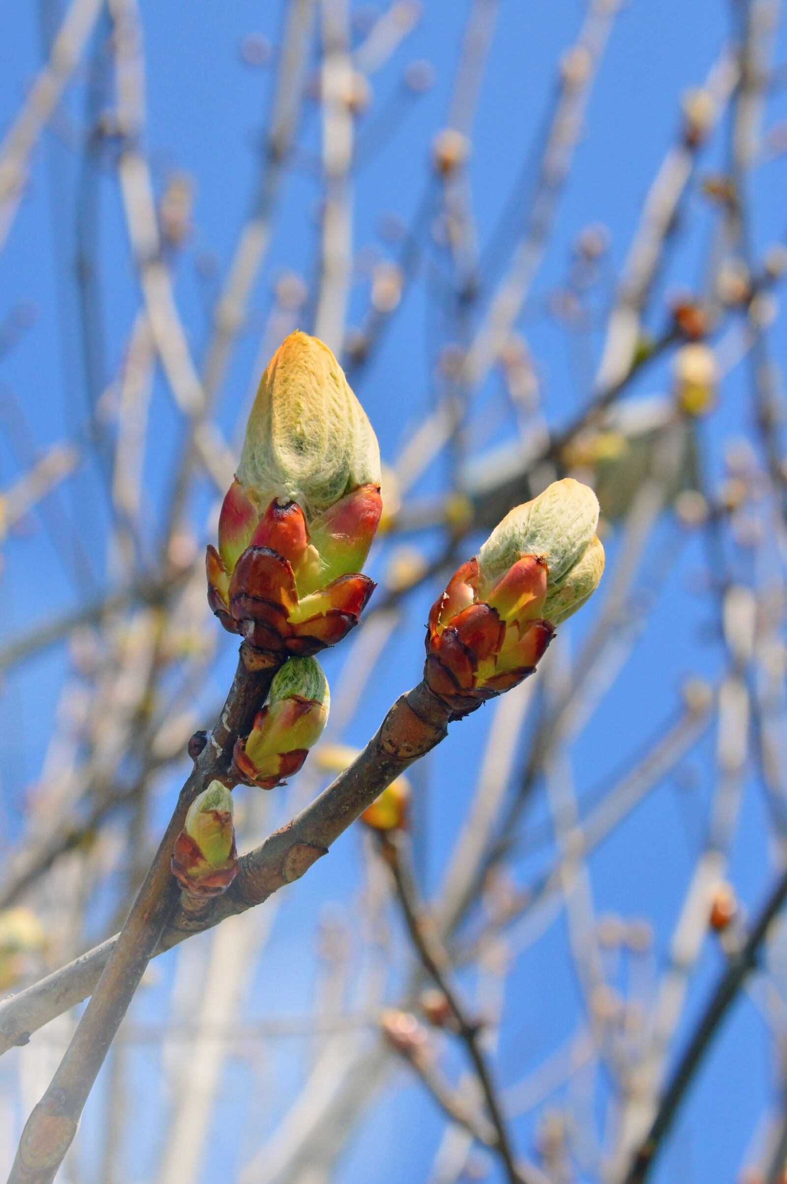 Nikon D3200 sample photo. Wood, branch, nature photography