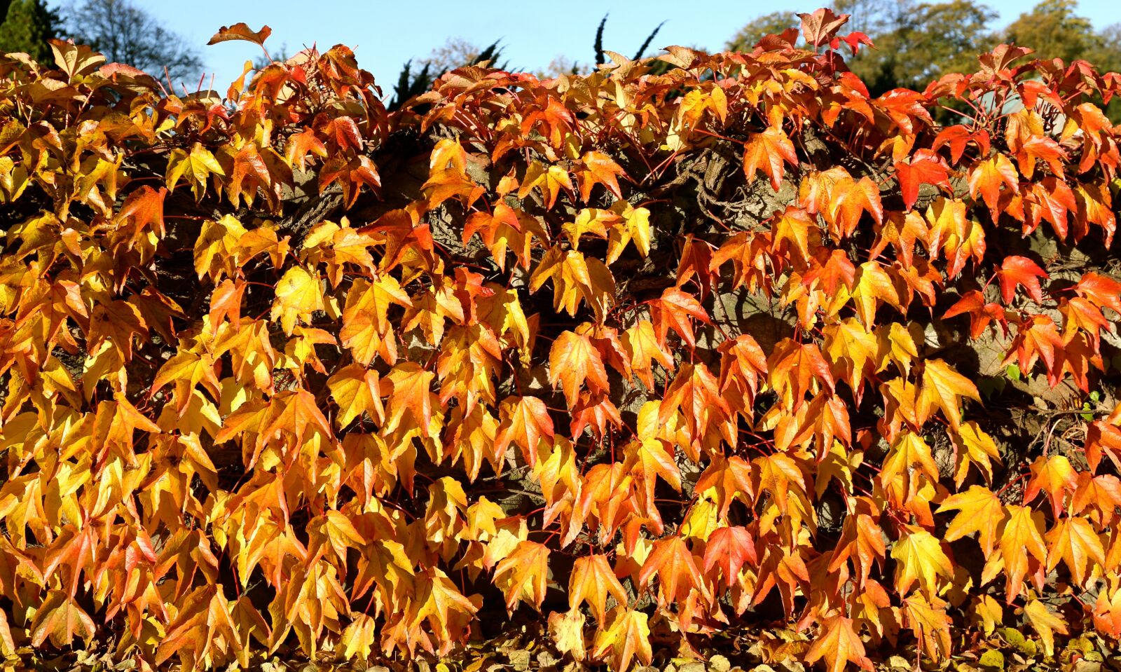 Canon EF 24-70mm F4L IS USM sample photo. Autumn, golden autumn, leaf photography