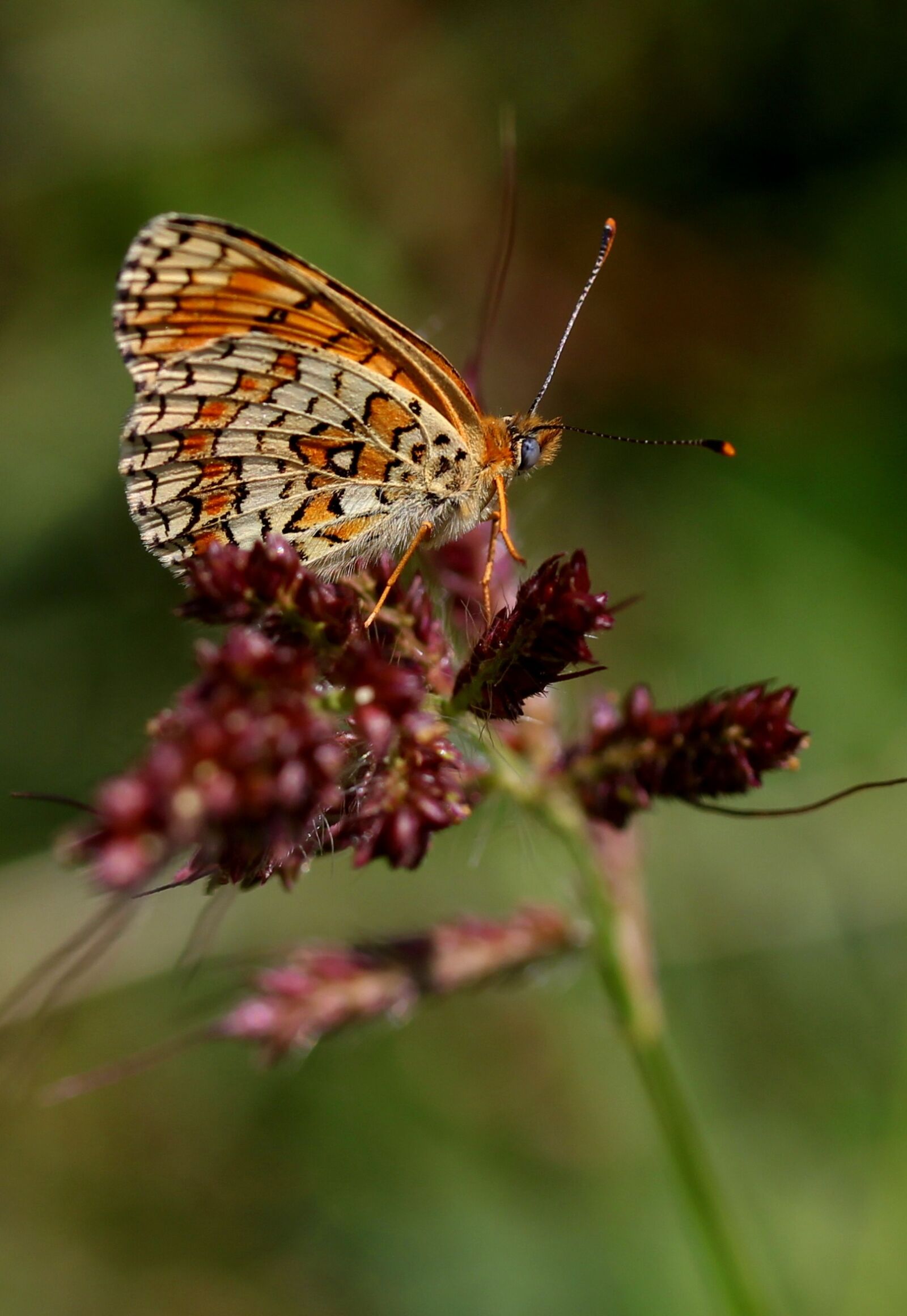Canon EF-S 60mm F2.8 Macro USM sample photo. Butterfly, coloring, wings photography