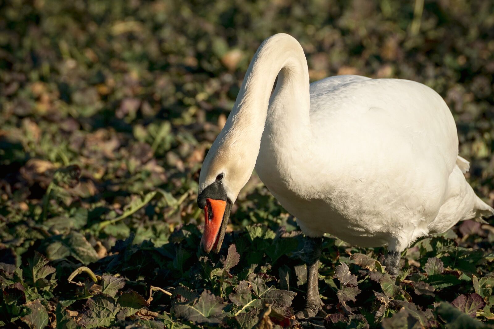 Sony DT 55-300mm F4.5-5.6 SAM sample photo. Swan, waterfowl, white photography
