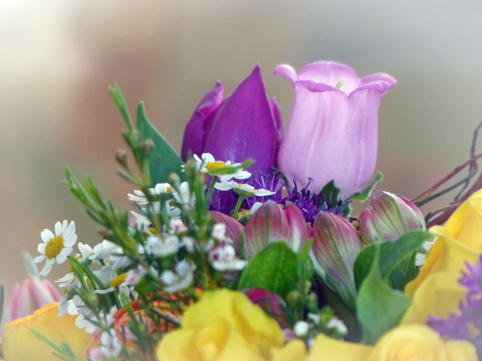 Panasonic Lumix DMC-FZ200 sample photo. Flowers, colorful, spring photography